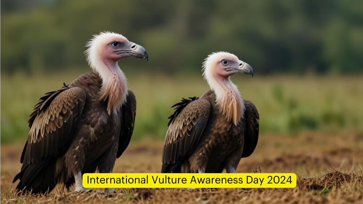 International Vulture Awareness Day 2024