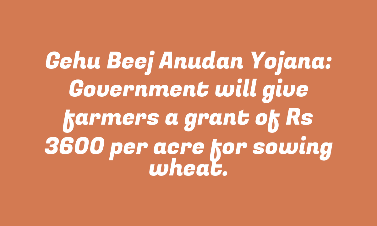 Gehu Beej Anudan Yojana: Government will give farmers a grant of Rs 3600 per acre for sowing wheat.